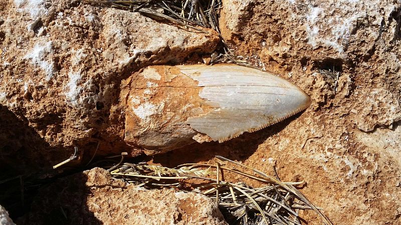 Roban el diente fósil de un tiburón prehistórico en un parque nacional de Australia