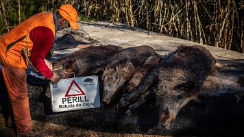 Un ca�ador amb la senyalitzaci� que indica que s'est� fent batuda i els porcs senglars que s'han ca�at