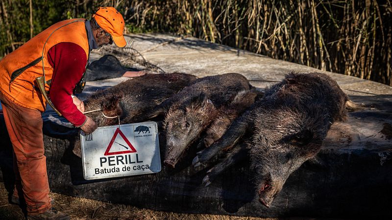 Un nou cas de pesta porcina amplia la zona d'alt risc a Sant Just Desvern i Esplugues
