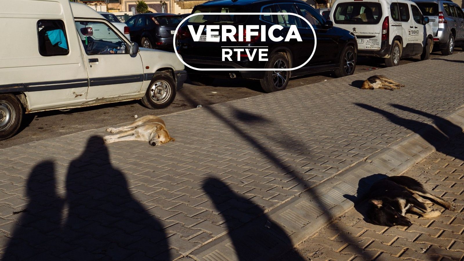 �Marruecos est� matando perros callejeros de cara al Mundial 2030?