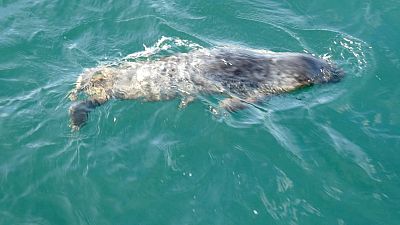 La foca gris rescatada en la playa de Cadav�u regresa al mar tras su recuperaci�n por la Red de Varamientos de Asturias