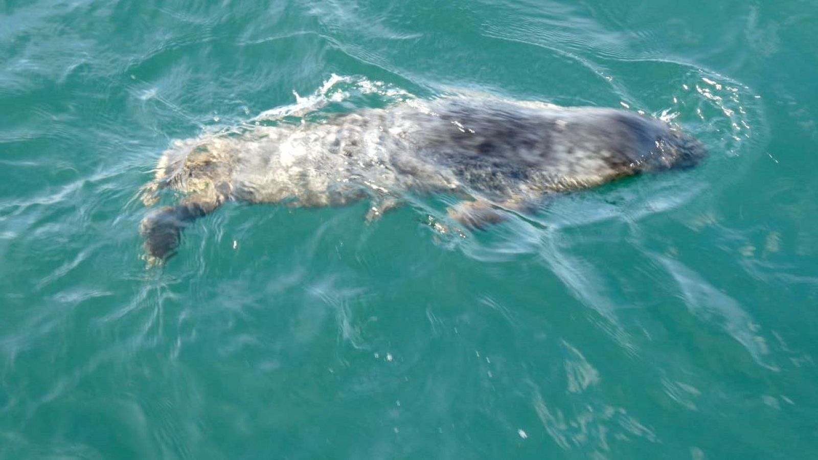 Liberan una cr�a de foca gris en el Cabo Vidio, Asturias