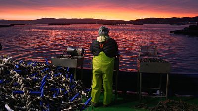 Trabajadora del mar en una batea de mejillones al atardecer en la r�a de Arousa