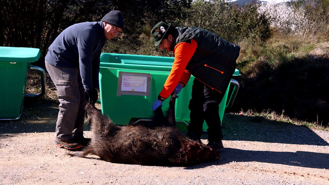 Dos ca�adors voluntaris mouen un porc senglar abatut
