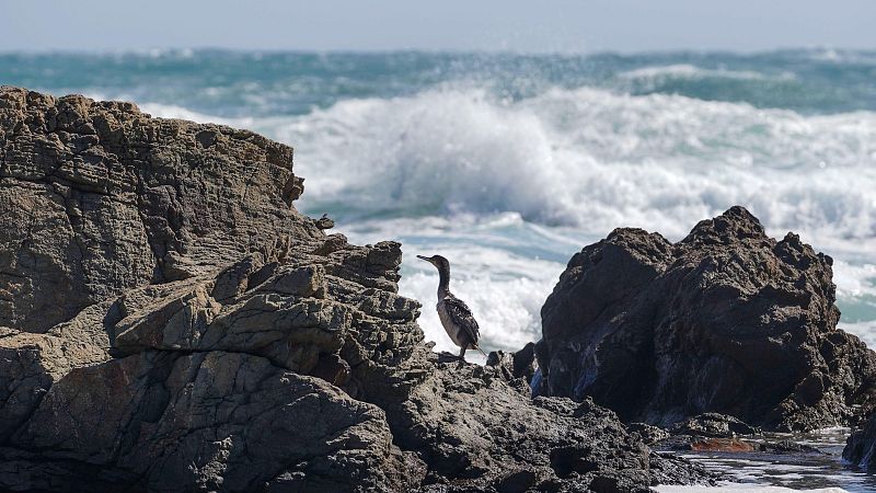 El tiempo hoy 18 de marzo en España: la Aemet pone en alerta a las islas Canarias por la borrasca Therese