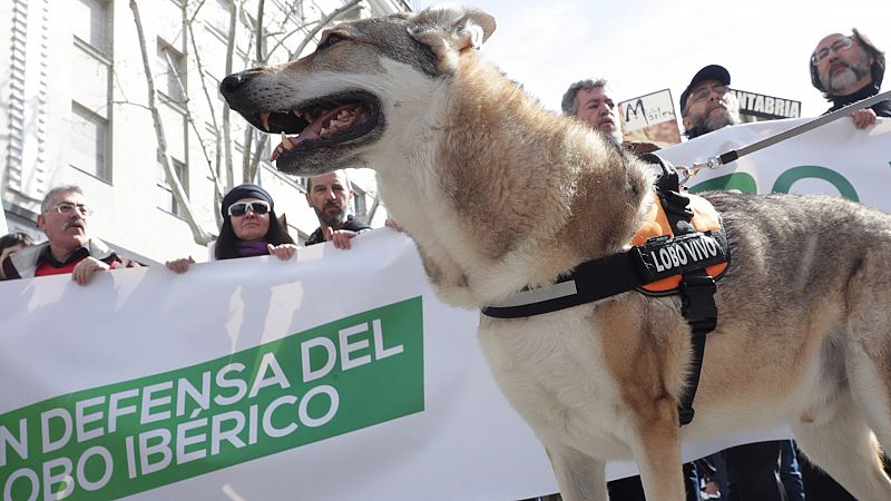 3.000 personas se manifiestan en Madrid en defensa del lobo ibérico