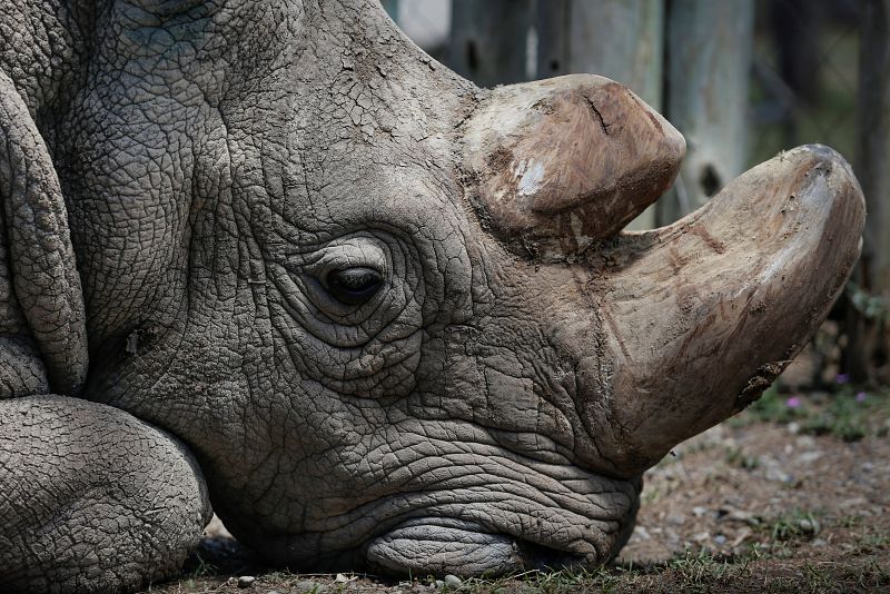 Sacrifican a Sudán, el último rinoceronte blanco del norte
