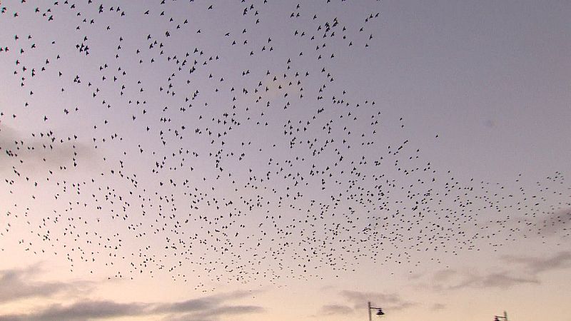 'A la vora de l'abisme', nou capítol de 'El escarabajo verde'
