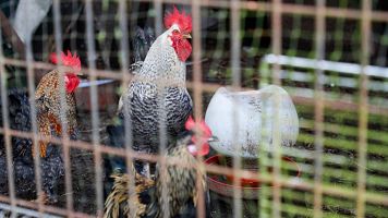Espa�a levanta parcialmente el confinamiento de las aves de corral por la gripe aviar