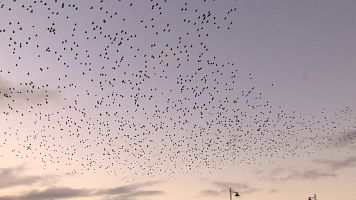Belfast y Luibliana, ciudades que apuesta por la fauna silvestre