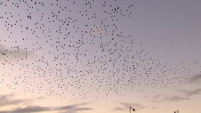 Belfast y Luibliana, ciudades que apuesta por la fauna silvestre