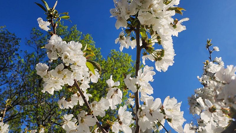 Una floraci�n de 'cine': el documental del Valle del Jerte que muestra los cerezos en flor y la vida salvaje