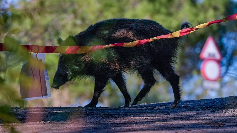 Ampliaci� del radi de control a Collserola per contenir el brot de pesta porcina