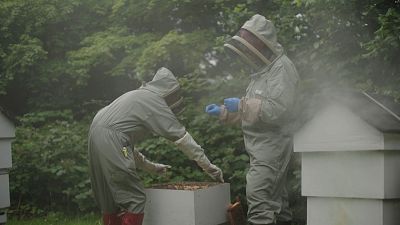 'A la vora de l'abisme', segon capítol de la sèrie a 'El escarabajo verde'