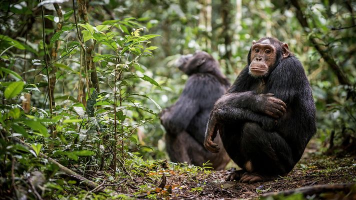 Los chimpanc�s son, junto a los bonobos, nuestro pariente m�s cercano, ya que comparten cerca del 98% de nuestro c�digo gen�tico