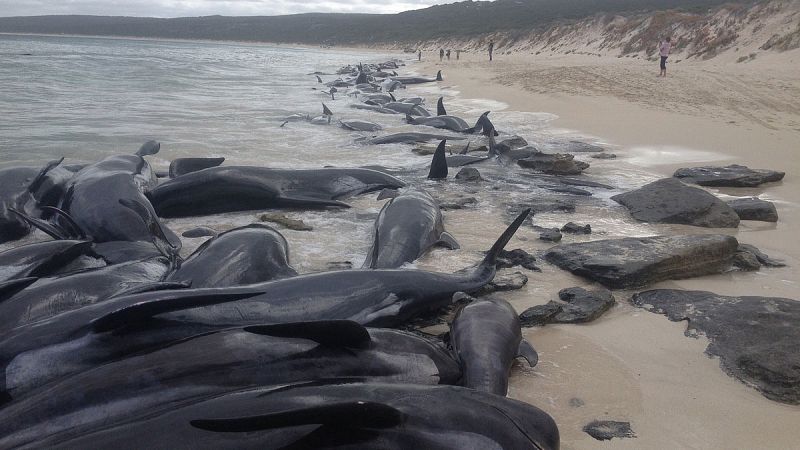 Solo sobreviven seis de más de 150 ballenas piloto varadas en una playa australiana
