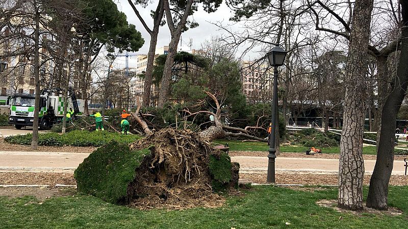 Muere un niño de cuatro años tras caerle un árbol en el madrileño parque de El Retiro