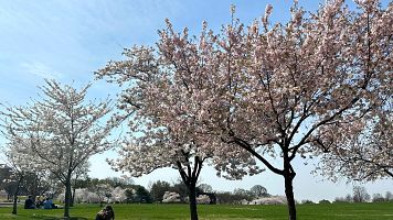 Cerezos en flor en Washington