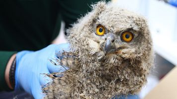 Los centros de recuperaci�n de Castilla y Le�n ingresaron 8.300 animales en 2025