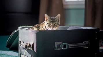 Un gato dentro de una maleta