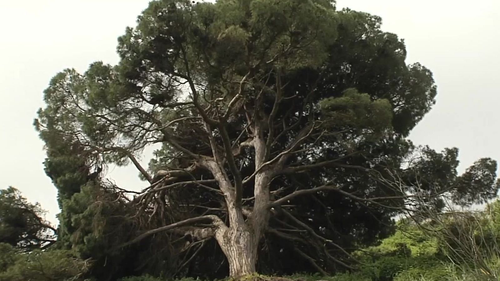 Pino Bicentenario - Noticias de Ceuta | Ver