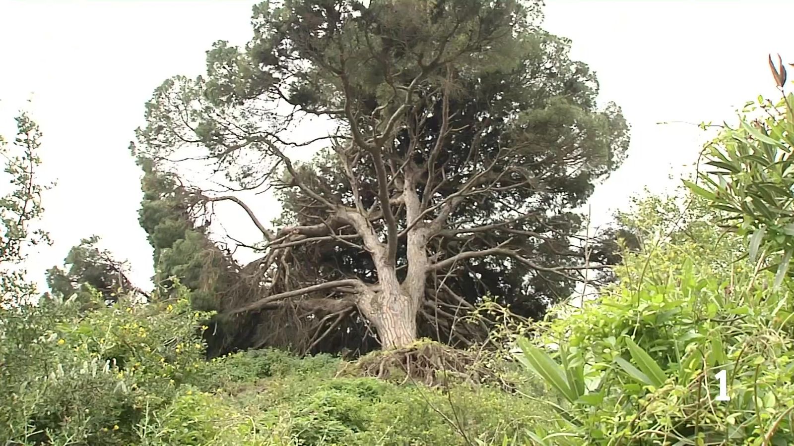 Pino Bicentenario - Noticias de Ceuta | Ver