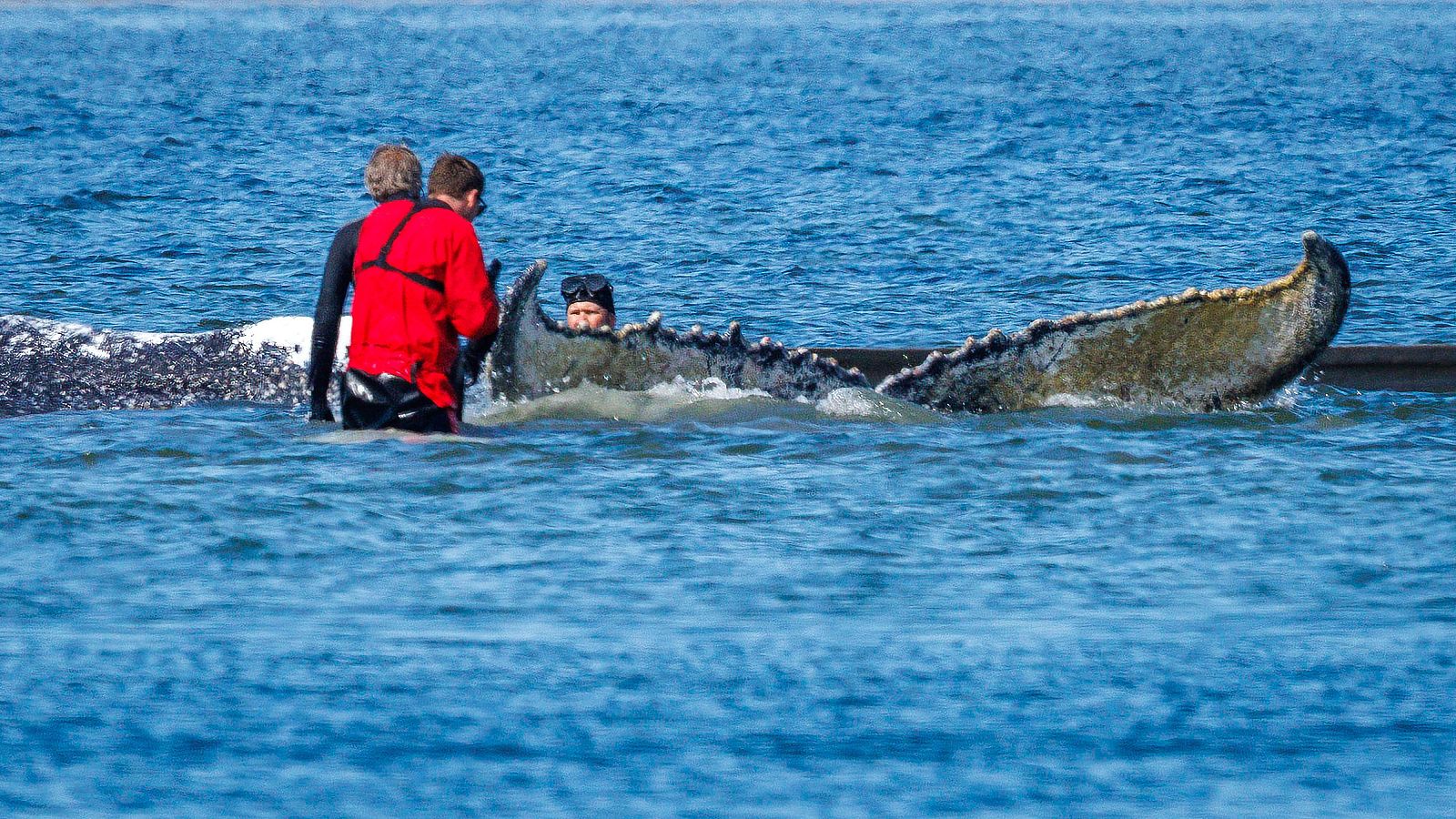 José Luis Crespo de la Fundación Oceanogràfic: "el varamiento compromete mucho la supervivencia de la ballena"