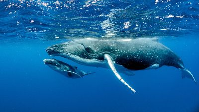 Reportajes 5 Continentes - Las ballenas del Estrecho de Ormuz