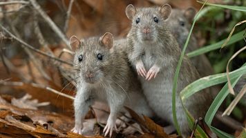 Imagen de archivo de ratas comunes o marrones, un roedor que transmite el hantavirus
