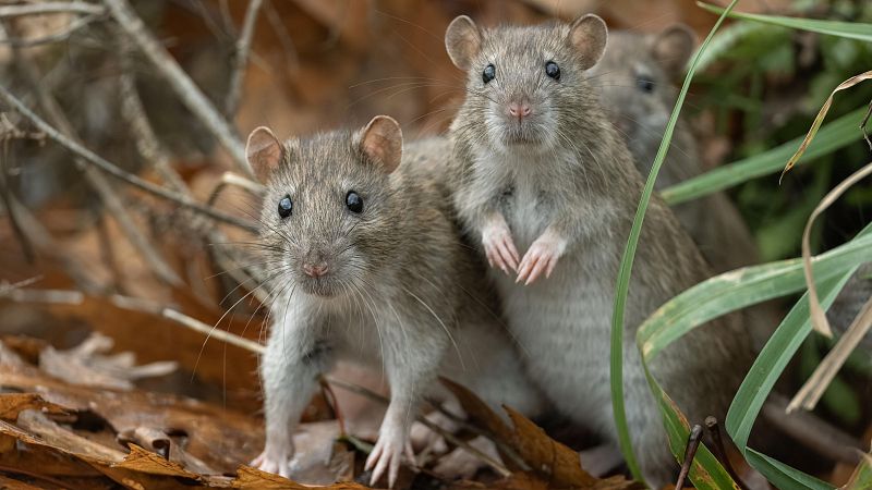 ¿Qué es el hantavirus? ¿Cómo se contagia? Claves sobre el brote que habría dejado tres muertos en un crucero