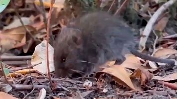Desembarco del MV Hondius: Sanidad descarta que un roedor lleve el hantavirus a Tenerife: un rat�n colilargo, conocido popularmente como por su larga cola,