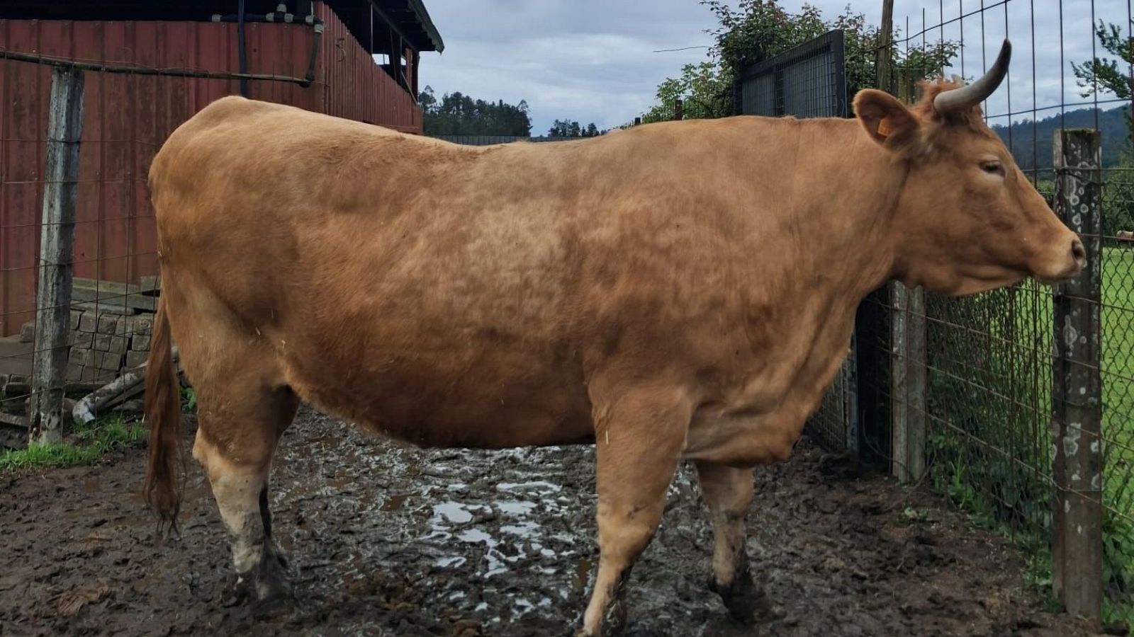 Linda, unha vaca rubia galega véndese por 10.500 euros - Telexornal - Galicia | Vexa