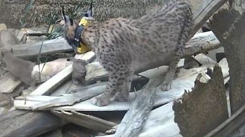 Nacen los primeros cachorros de los linces reintroducidos en el Cerrato Palentino
