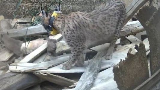 Nacen los primeros cachorros de los linces reintroducidos en el Cerrato Palentino