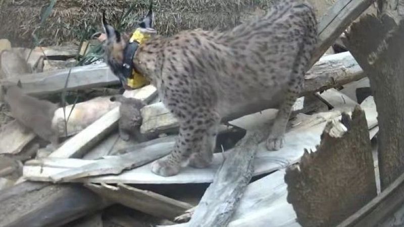 Nacen los primeros cachorros de los linces reintroducidos en el Cerrato Palentino