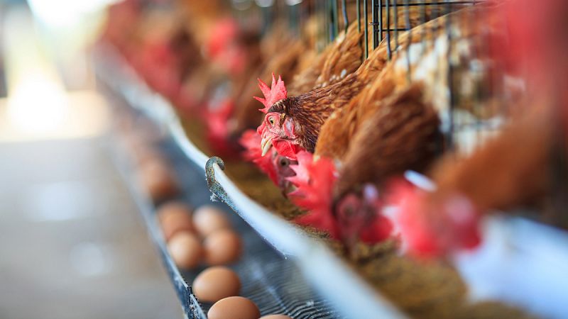El 93% de las gallinas ponedoras viven enjauladas en España
