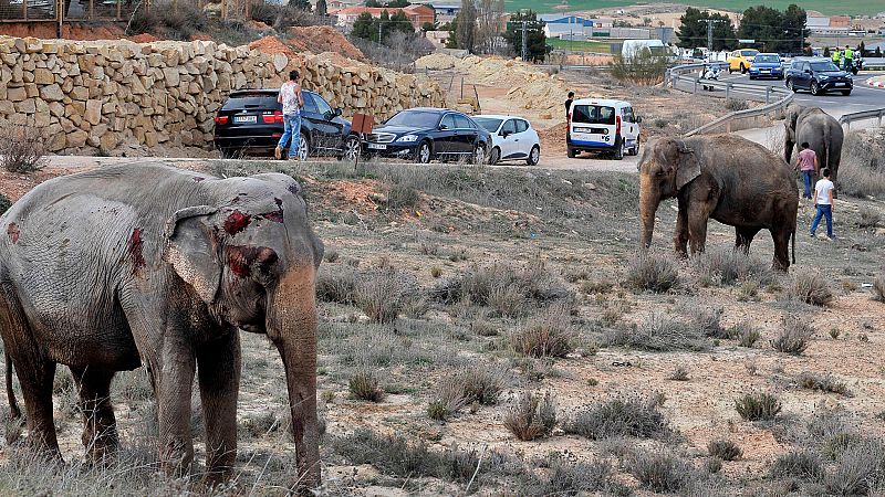 El accidente de un camión con elefantes obliga a cortar la A-30, en Albacete, durante varias horas