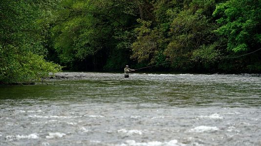 Pescador en el r�o Narcea, en Asturias, buscando el preciado 'campanu', el primer salm�n de la temporada