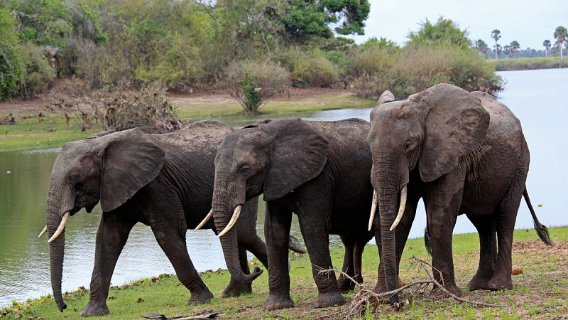 Tanzania lanza un proyecto "sin precedentes" para proteger a sus elefantes