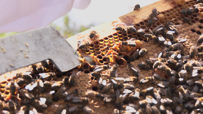 La abeja negra: por qué es tan importante en España