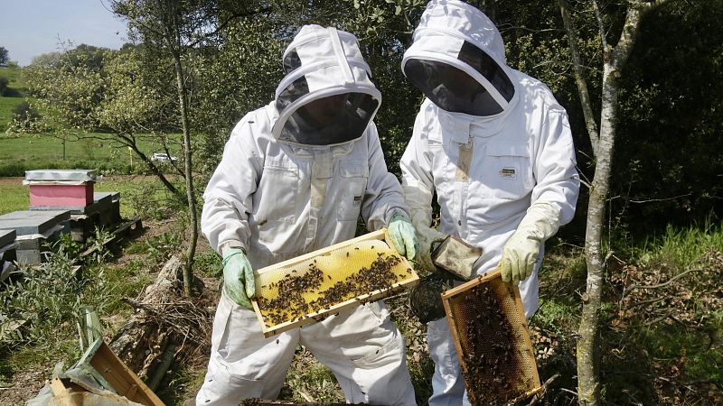Els apicultors alerten de p�rdues de fins al 65% de la producci� de mel
