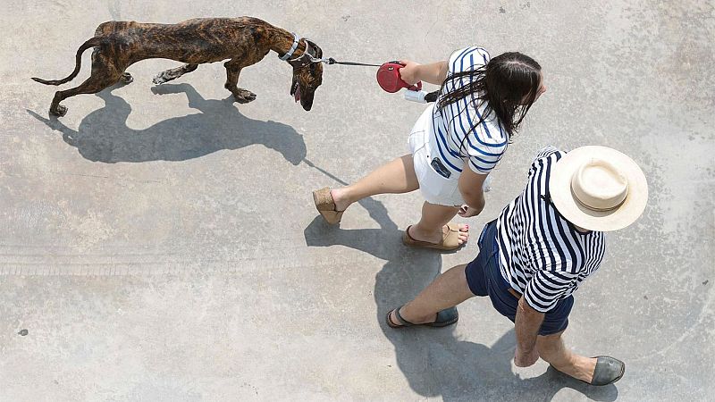 Radiograf�a de las mascotas en Espa�a: m�s de 15 millones de animales de compa��a, con el perro como favorito