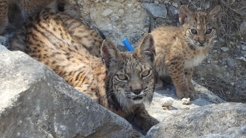 El lince ib�rico duplica su poblaci�n en cuatro a�os y alcanza los 2.663 ejemplares
