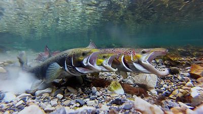 El declive de los peces migradores