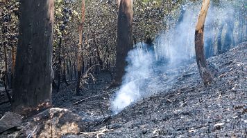 El fuego en Grado, Asturias, estabilizado y perimetrado tras una noche de lucha contra las llamas