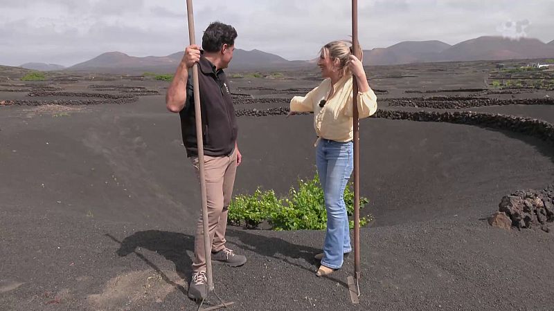 Vida entre cenizas: el secreto de los viñedos bicentenarios de Lanzarote