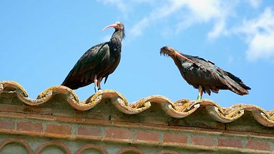 El ibis eremita, de la extinci�n al cielo