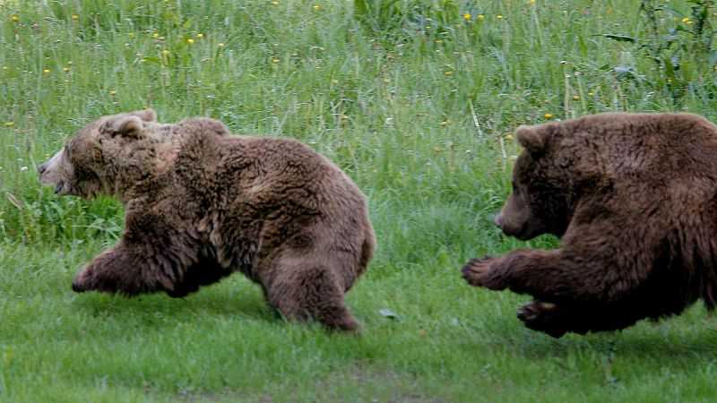 La Cordillera Cantábrica acoge ya a más de 300 osos, según las últimas estimaciones