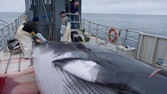 Islandia reanuda la caza de ballenas entre protestas tras una pausa de dos a�os
