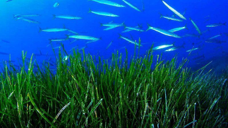 Más de 200 científicos apoyan un manifiesto por la protección inmediata de la posidonia